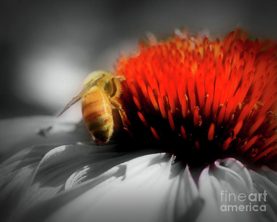 Honey Bee On Flower Photograph by Smilin Eyes Treasures
