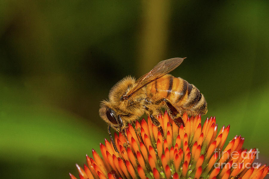 Honey Bee on Flower Three Photograph by Randy Steele