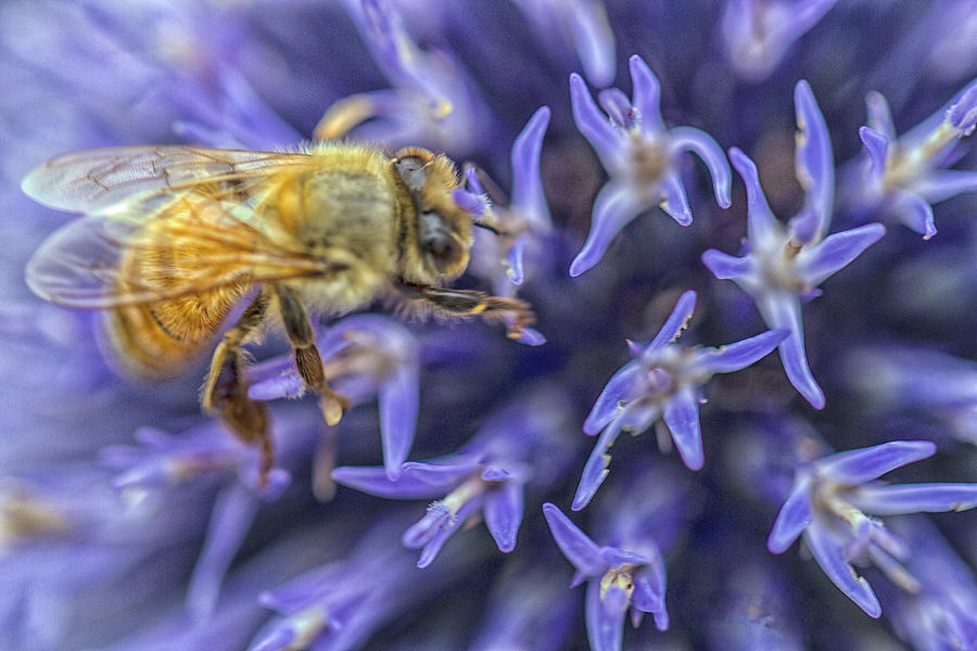 Honey Bee On Globe Allium Photograph by Constantine Gregory
