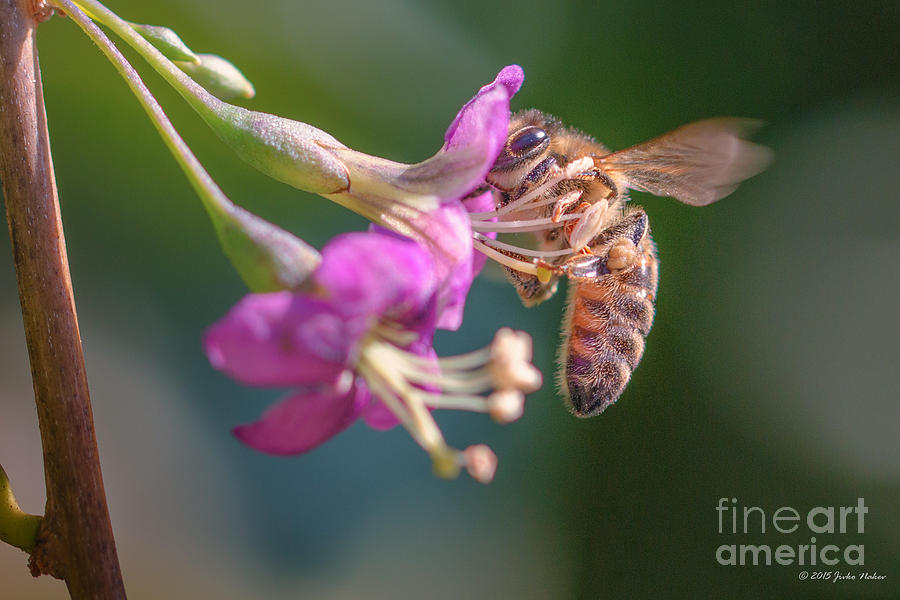 Honey bee on Goji berry flower Photograph by Jivko Nakev