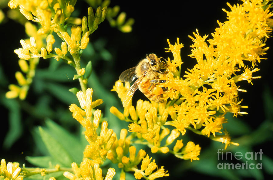 Animal Photograph - Honey Bee On Goldenrod by John Kaprielian