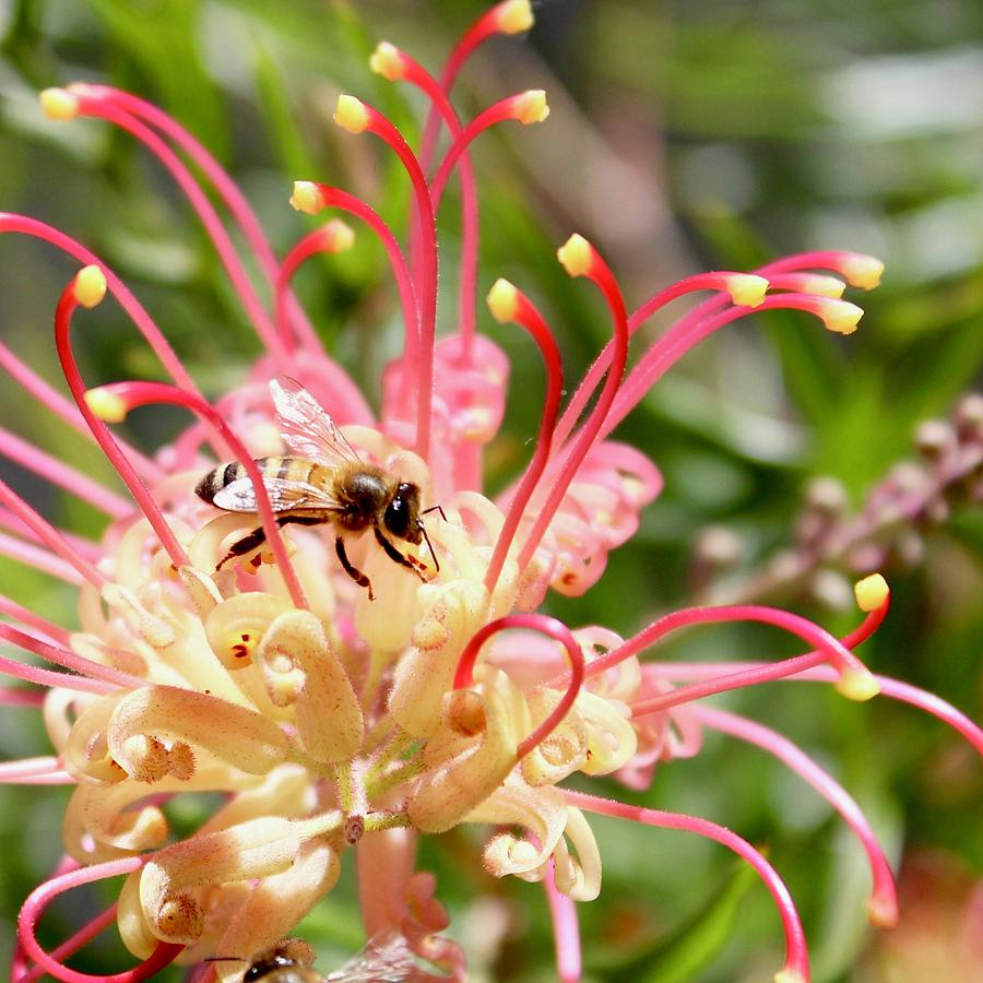Honey Bee on Grevillea  Photograph by Sarah Lilja