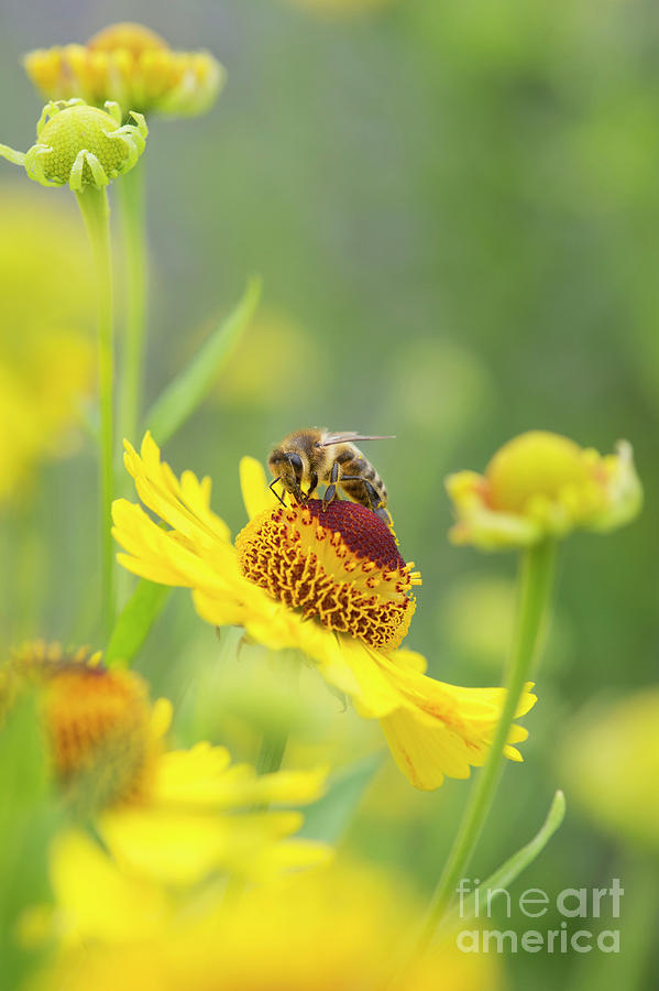 Honey Bee on Helenium Riverton Beauty Flower Photograph by Tim Gainey
