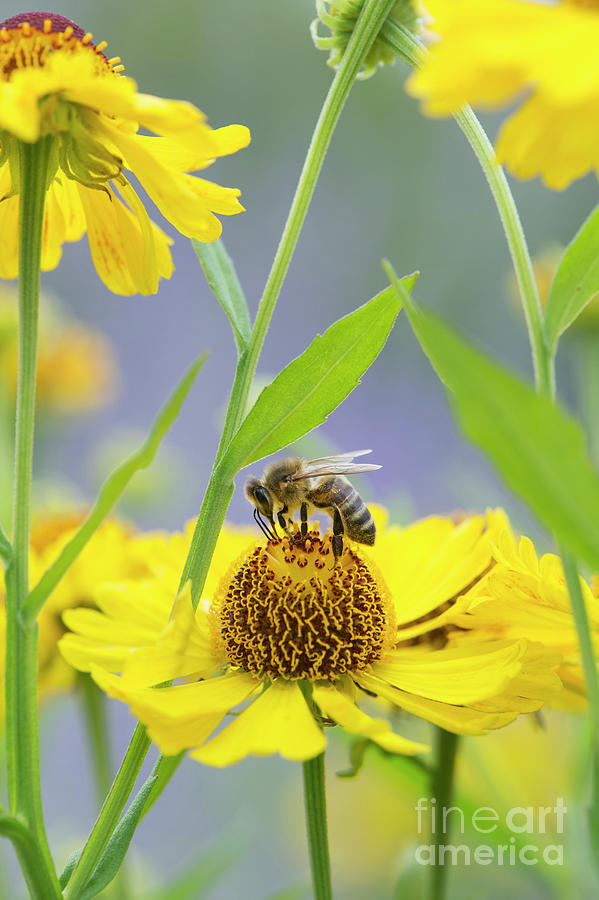 Honey Bee on Helenium Riverton Beauty Photograph by Tim Gainey