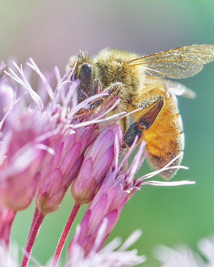 Honey Bee on Joe Pye Weed Photograph by Jim Hughes