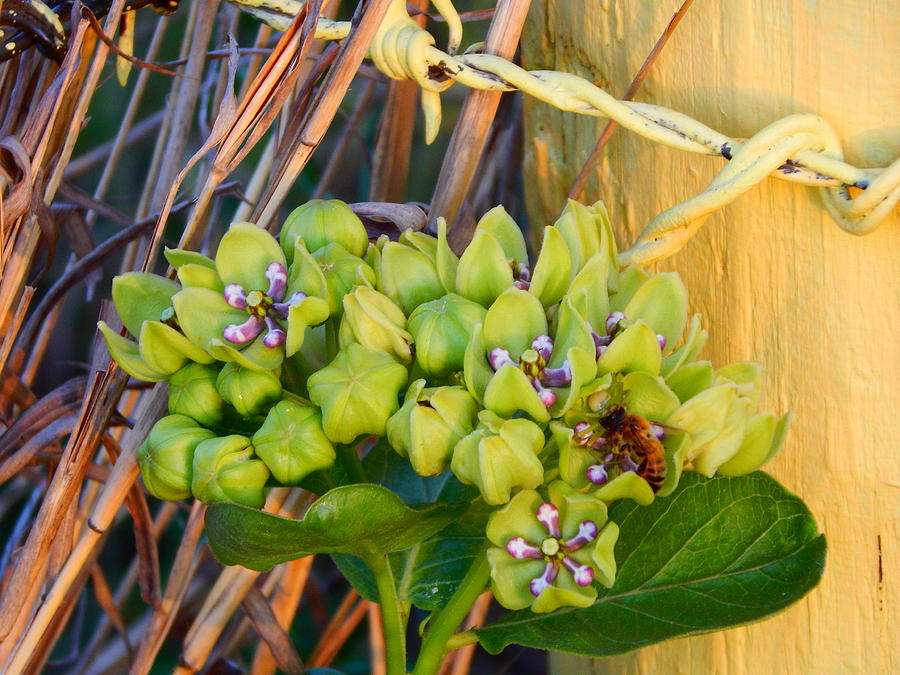 Honey Bee On Milk Weed  Photograph by Virginia White