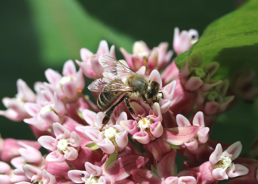 Honey Bee on Milkweed Photograph by Lucinda VanVleck