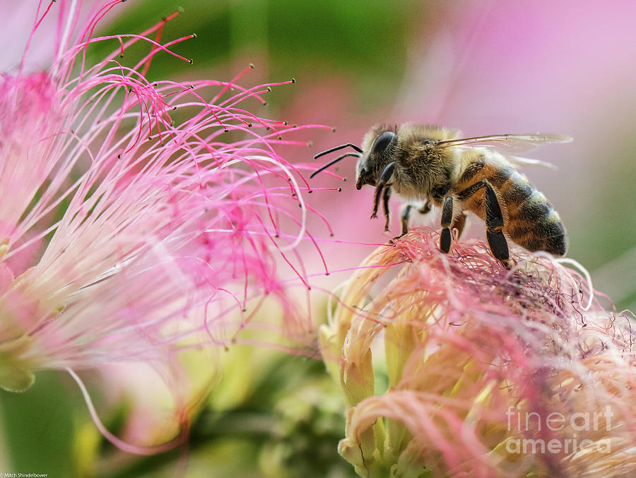 Honey bee On Mimosa Flower Photograph by Mitch Shindelbower