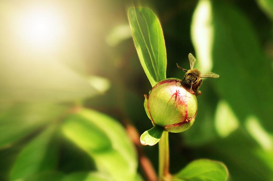 Nature Photograph - Honey Bee on Peony Bud by Classically Printed