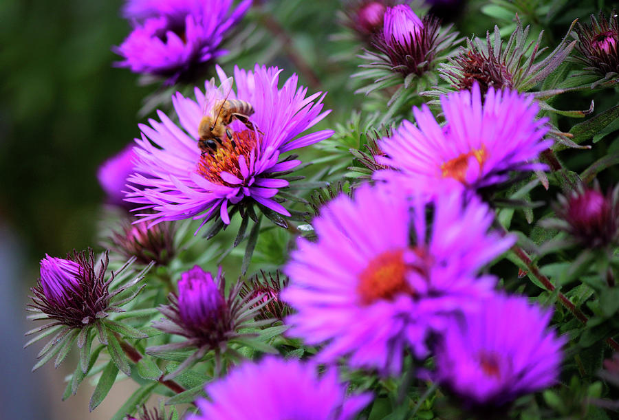 Honey Bee On purple Dome Aster In The Fall Photograph