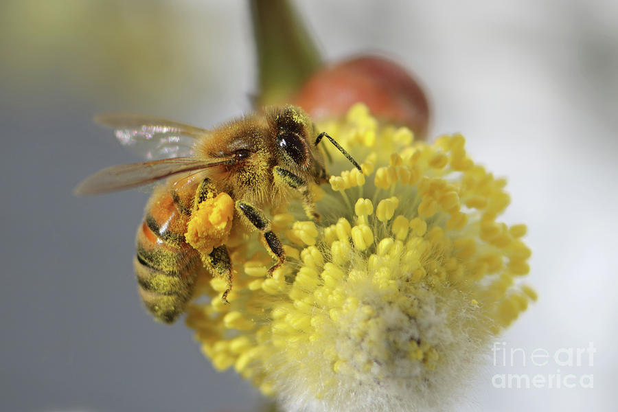 Honey bee on pussy willow catkin Photograph by Julia Gavin