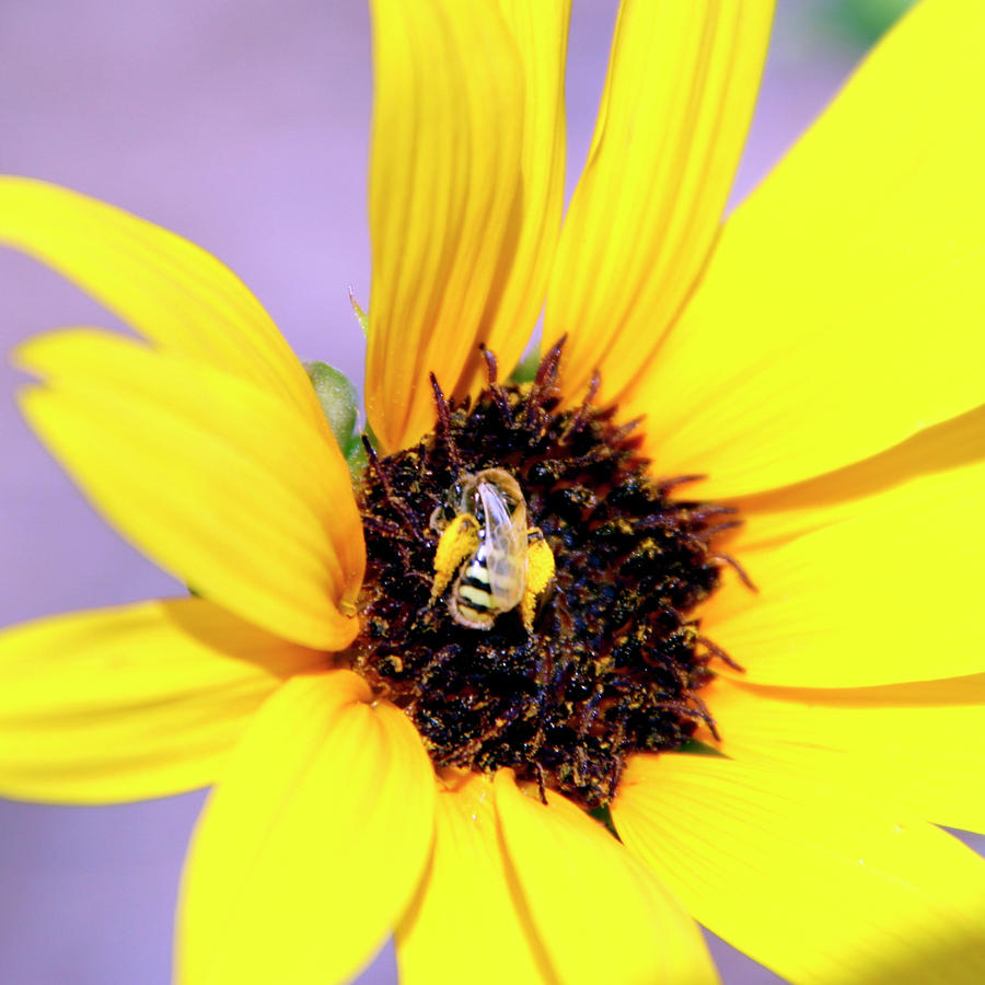 Honey Bee on Sunflower 1 Photograph by George Jones