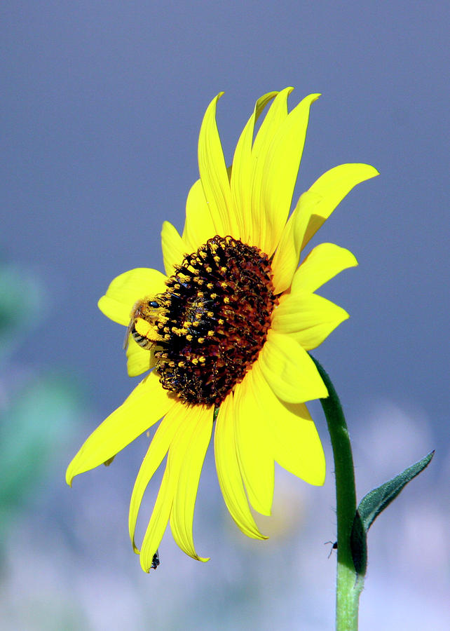 Honey Bee on Sunflower 2 Photograph by George Jones