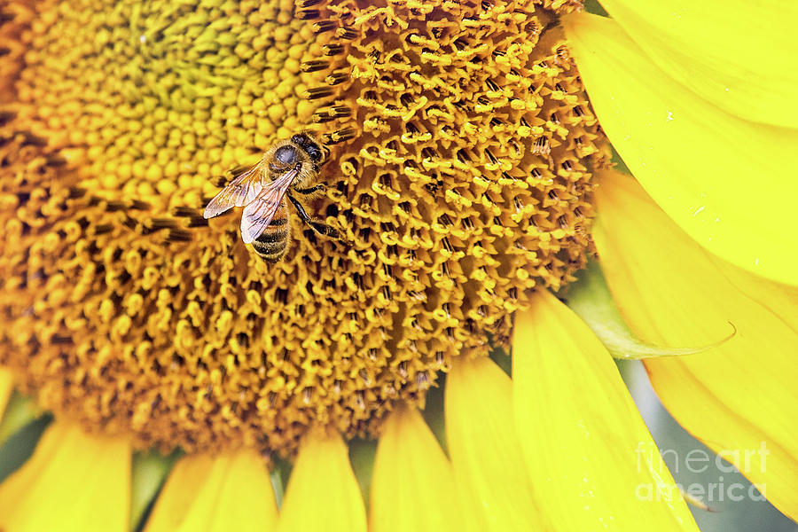 Honey Bee On Sunflower Photograph by Sharon McConnell