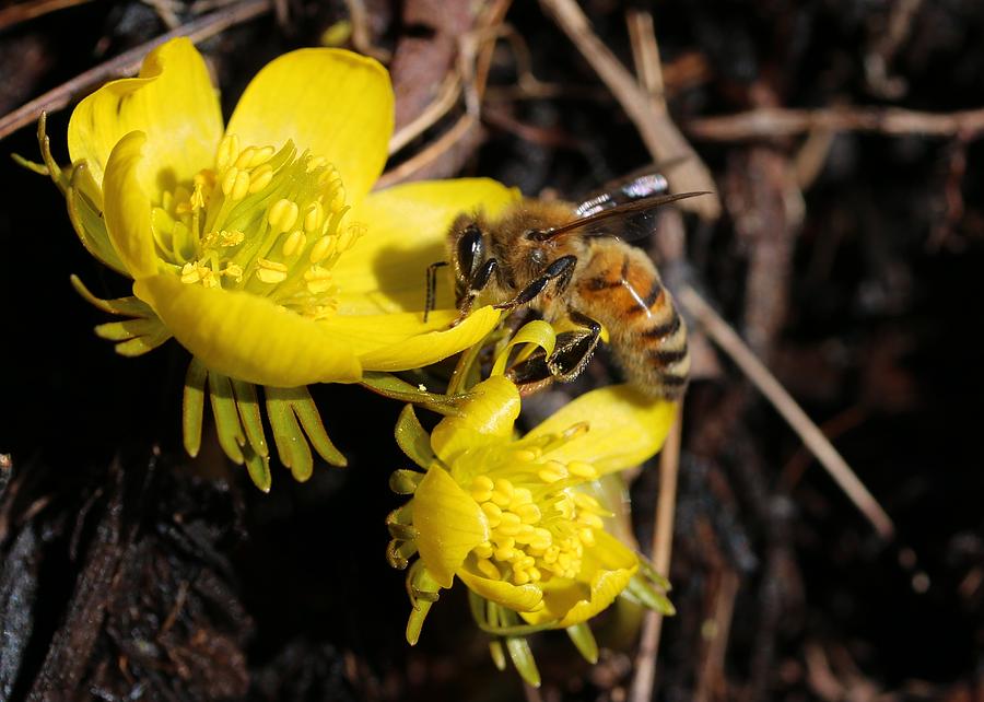 Honey Bee on Wind Flower Photograph by Lucinda VanVleck