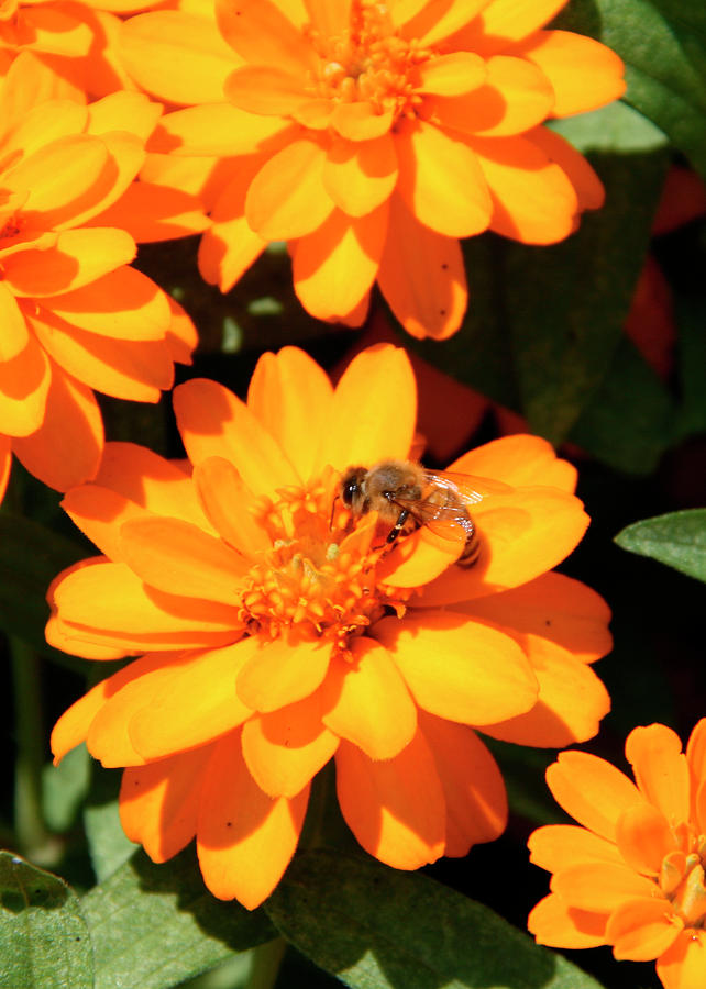 Honey Bee on Yellow Flower Photograph by George Jones