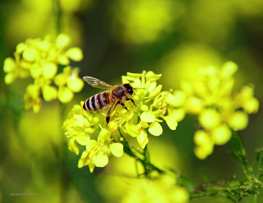 Nature Photograph - Honey bee on yellow primrose by LeeAnn McLaneGoetz McLaneGoetzStudioLLCcom