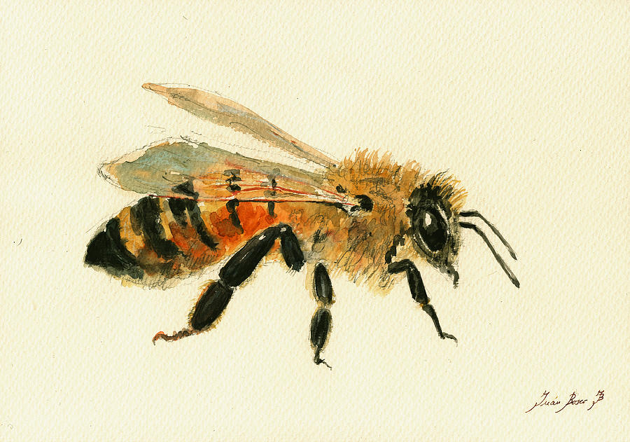 Honey Bee Watercolor Painting - Honey Bee painting by Juan  Bosco