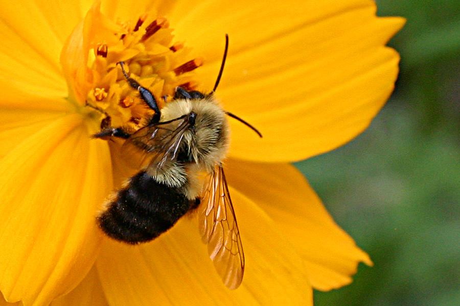 Honey Bee  Photograph by Patricia Montgomery