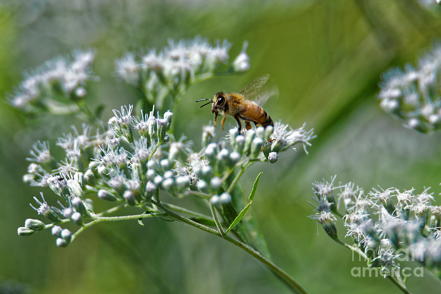 Honey Bee Photograph by Paul Mashburn