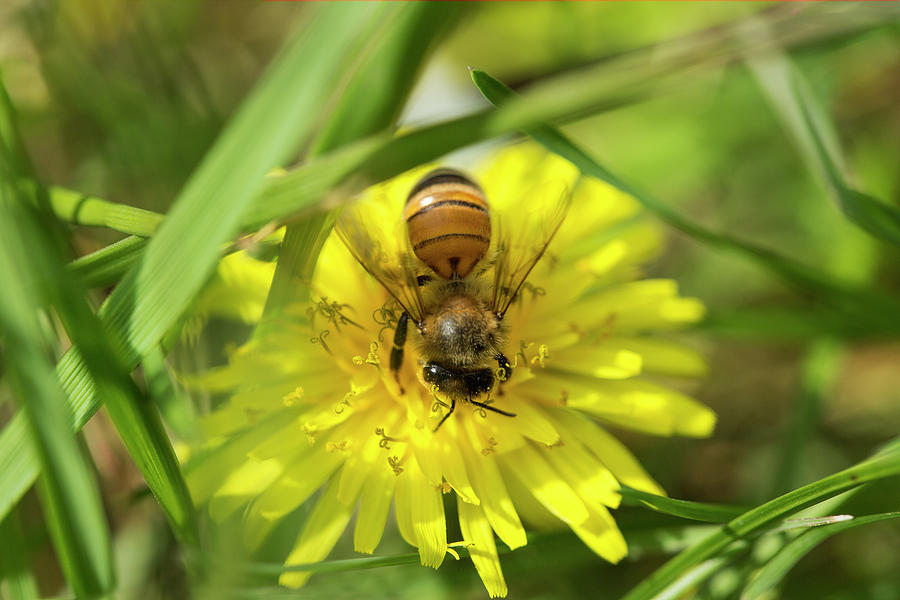 Honey Bee Pollinating Macro 4 Photograph
