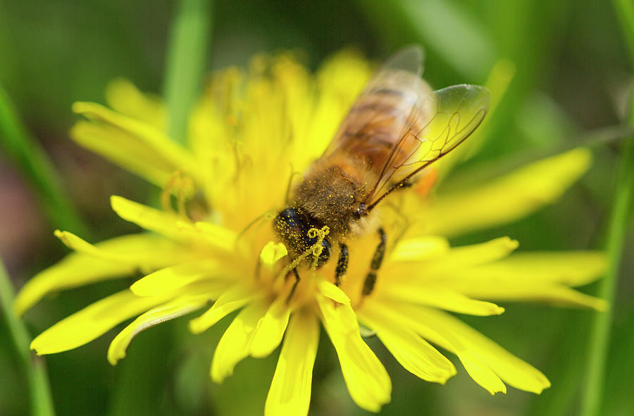 Honey Bee Photograph - Honey Bee Pollinating Macro 5 by Iris Richardson