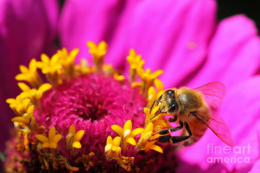 Honey Bee Pollinating Zinnia Photograph by Angela Rath