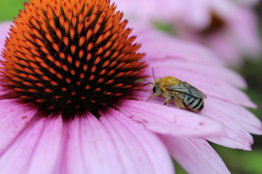 Honey Bee Resting on a Purple Cone Flower Photograph by M E