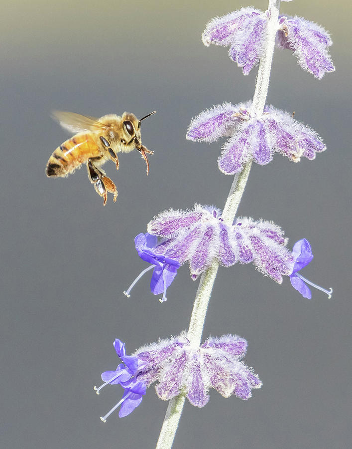 Honey Bee scouting the Russian Sage Photograph by Lois Lake Fine Art