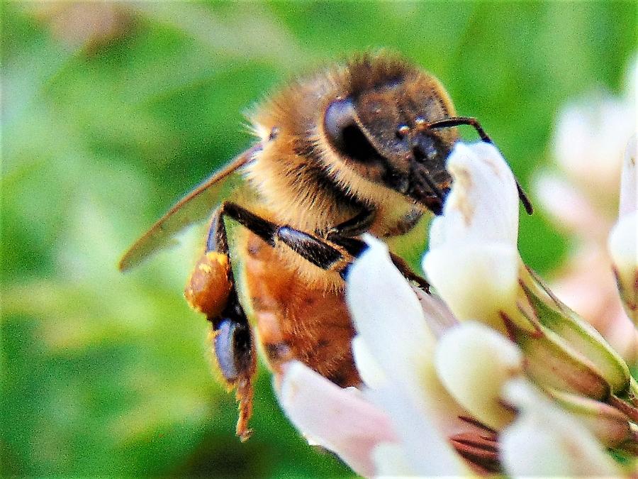 Honey Bee Sipping Clover Photograph By Honey Behrens - Fine Art America