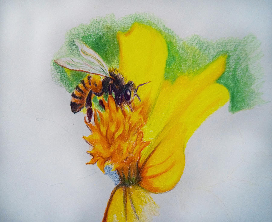 How to Draw a Honey Bee (Farm Animals) Step by Step |  DrawingTutorials101.com-saigonsouth.com.vn