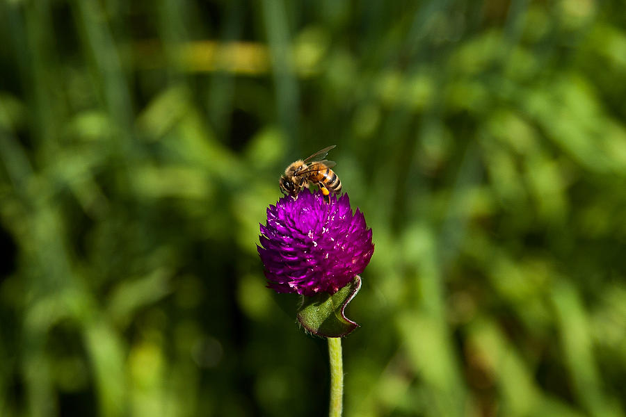 Honey Bee Photograph by Steve Stuller