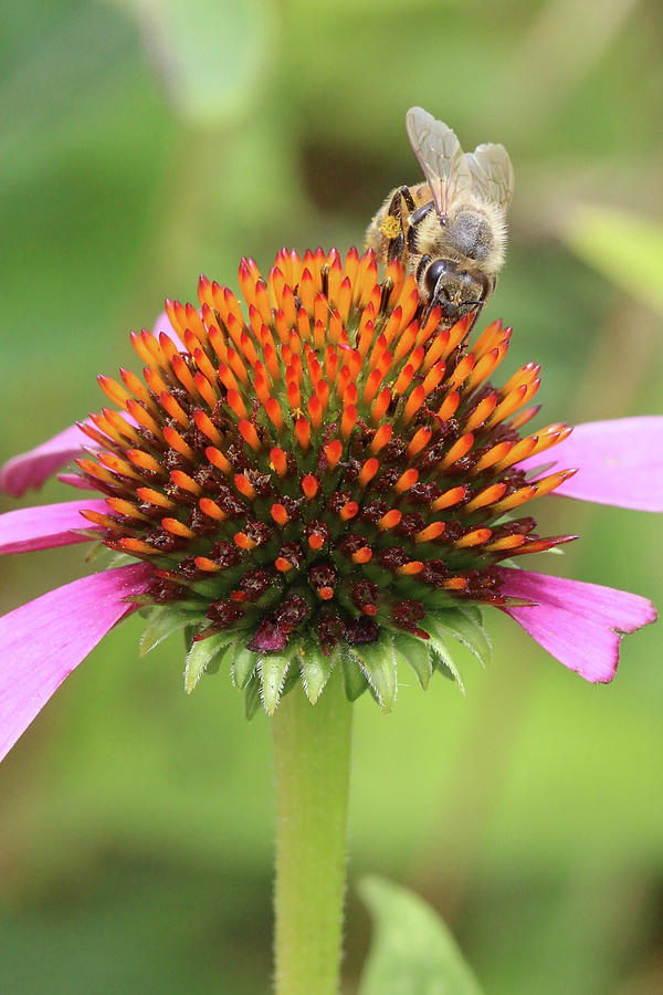 Honey Bee Stony Brook New York Photograph by Bob Savage