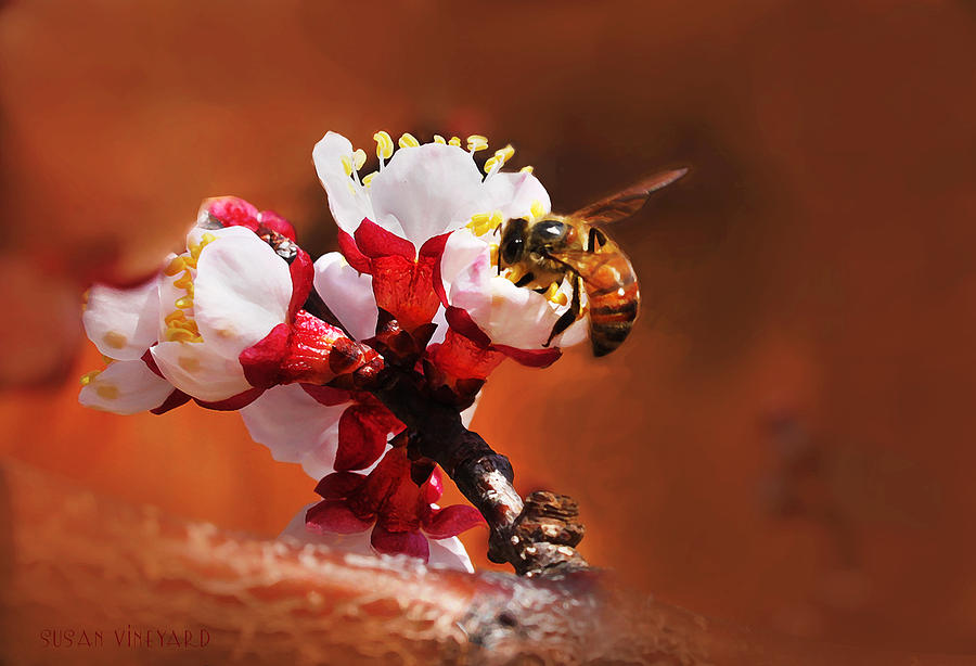 Honey Bee Photograph by Susan Vineyard