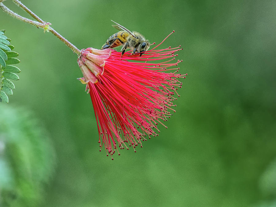 Honey Bee Photograph by Tam Ryan