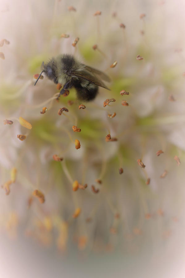 Honey Bee Photograph by The Art Of Marilyn Ridoutt-Greene