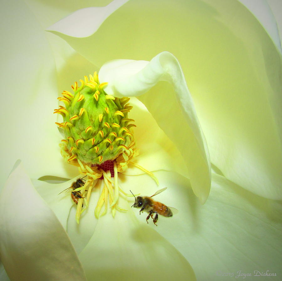Honey Bees And Magnolia II Photograph by Joyce Dickens