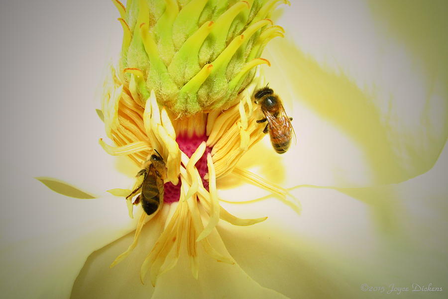 Honey Bees And Magnolia Photograph by Joyce Dickens