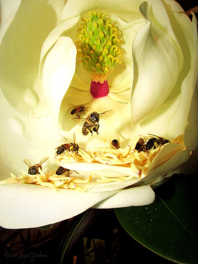 Honey Bees and Magnolias Photograph by Joyce Dickens