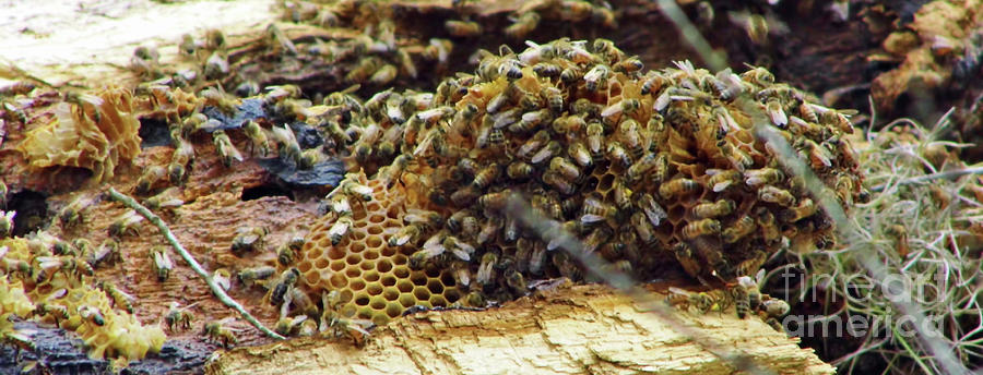Honey Bees Photograph by D Hackett