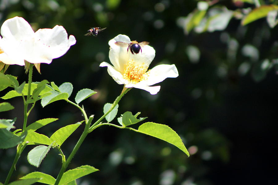 Honey Bees in Flight over White Rose Photograph by Colleen Cornelius