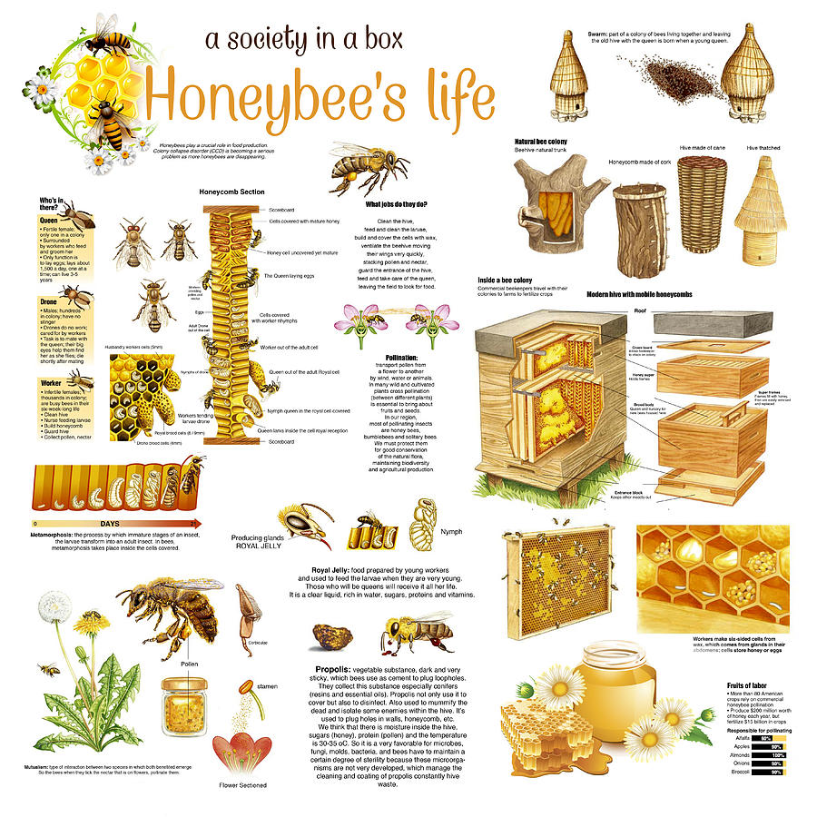 Insects Drawing - Honey Bees Infographic by Gina Dsgn