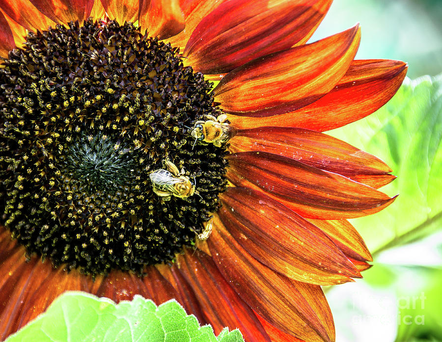 Honey Bees on a Sunflower Photograph by Cheryl Baxter