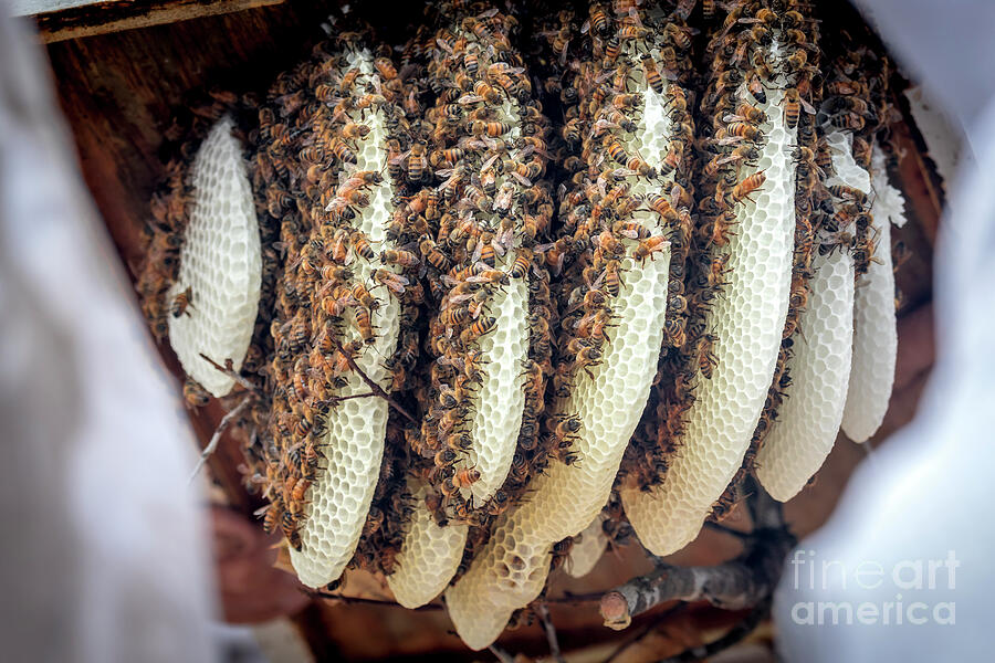 Honey bees on Comb Photograph by Shawn Jeffries