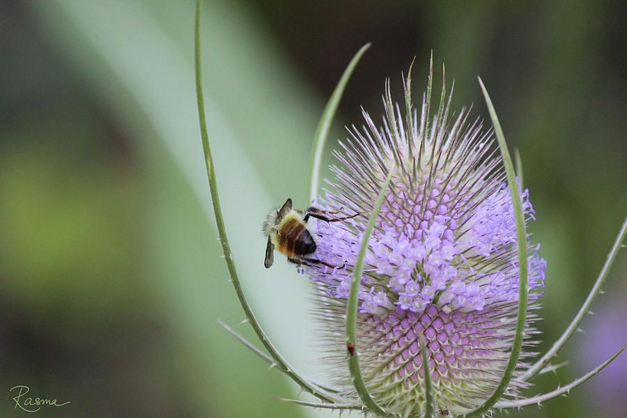 Nature Photograph - Honey Bum by Rasma Bertz