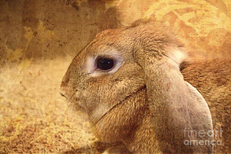 Animal Photograph - Honey Bunny by Ella Kaye Dickey