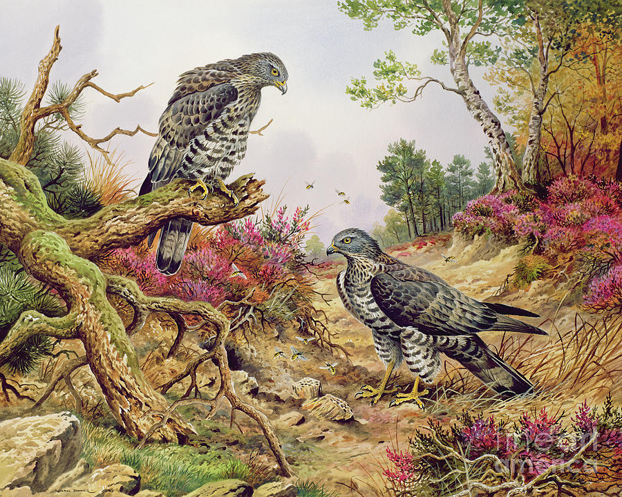 Buzzard Painting - Honey Buzzards by Carl Donner
