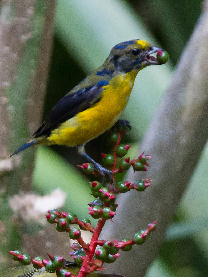 Olive Backed Euphonia Photograph by Lee Alloway