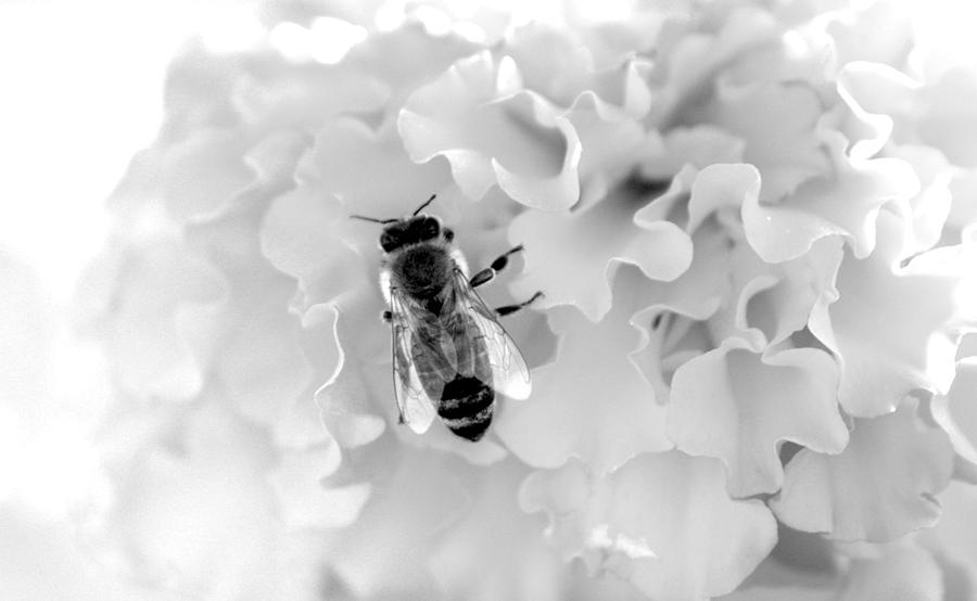 Wildlife Photograph - Honey by Daniel Weizel