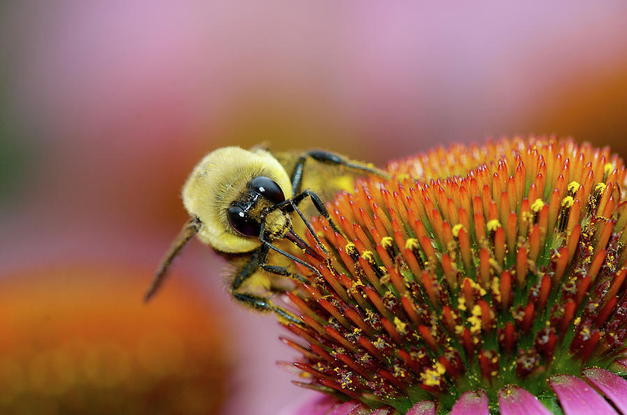 Honey Do Photograph by Blaine Owens